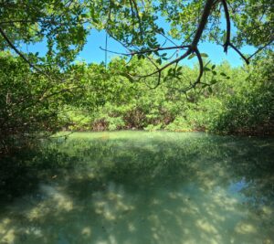 Pear Pond at Raccoon Island