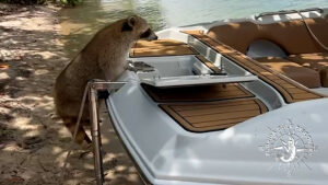 Raccoon looking for Ride with Florida Gulf Discovery LLC