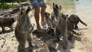 Sandspur Island Raccoons Family