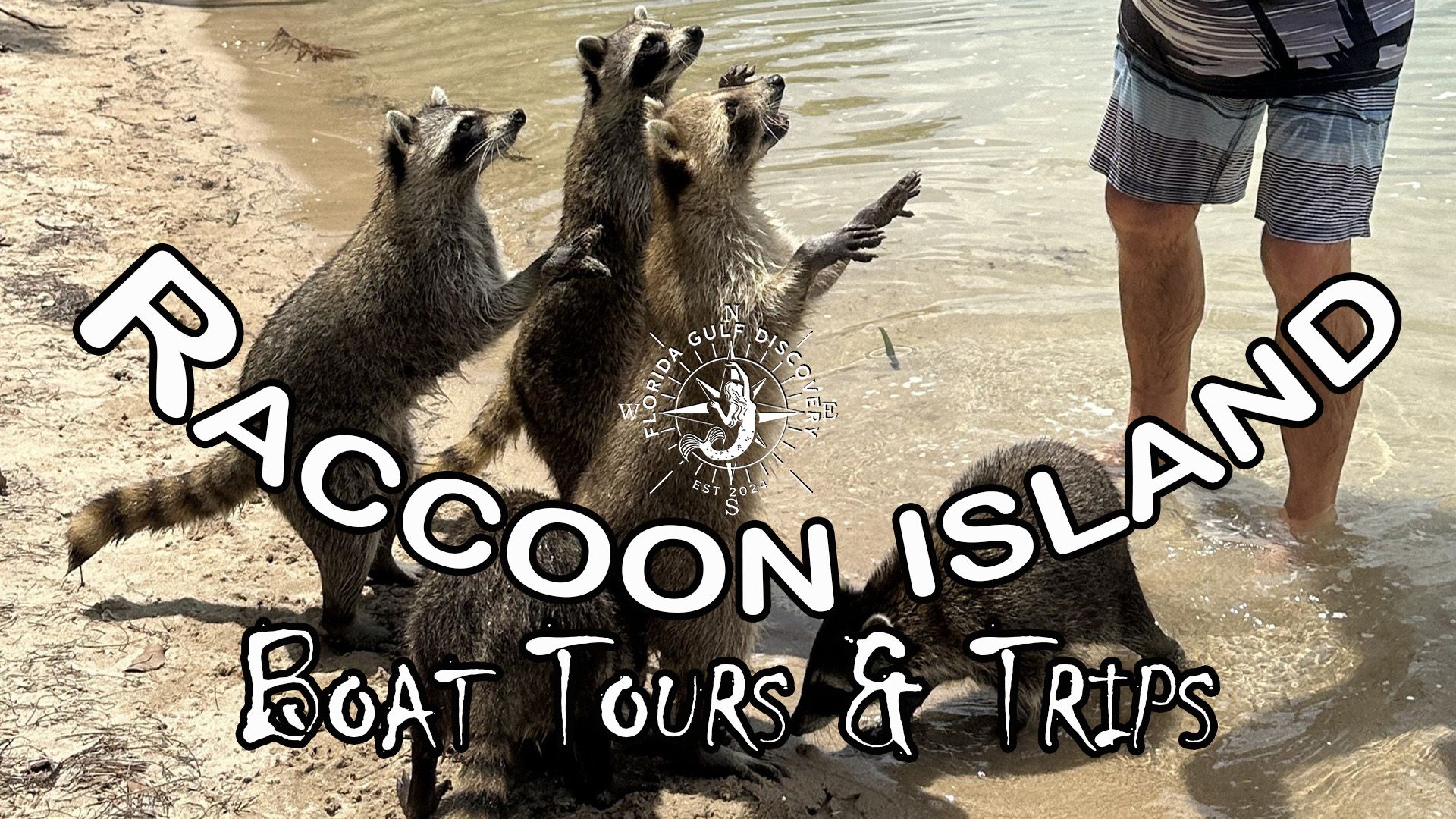 Sandspur Island Raccoons, Florida Gulf Discovery LLC