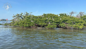 Pelicans and coastal birds resting on mangrove island near Englewood Florida during eco boat tour with Florida Gulf Discovery