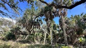 Tropical palm forest and nature trail inside Cayo Costa State Park in Southwest Florida