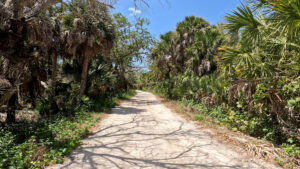 Sandy tropical trail surrounded by palm trees and native vegetation inside Cayo Costa State Park in Southwest Florida