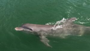 Wild bottlenose dolphin swimming in emerald green water near Redfish Pass during a Southwest Florida boat tour