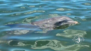 Close up of dolphin face at water surface in Gasparilla Sound Florida during private tour with Florida Gulf Discovery