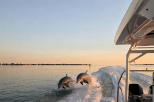 Two wild dolphins riding the wake behind a boat during sunset in Gasparilla Sound Southwest Florida