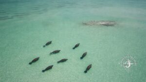 Drone view of several manatees swimming in shallow turquoise water near a hidden sandbar in Bokeelia Florida