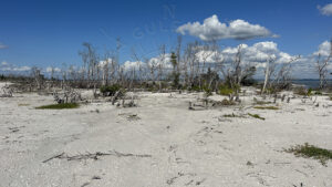 Remote shell-covered shoreline and weathered coastal trees at South Point on North Captiva Island Florida