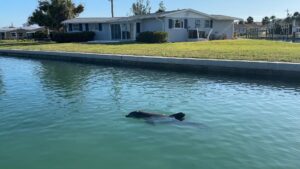 Dolphin swimming in residential canal near Placida Florida during private boat tour with Florida Gulf Discovery