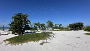 Remote white sand beach and coastal vegetation at South Point Cayo Costa Island in Southwest Florida