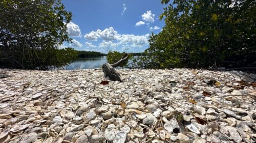 Shell-covered beach on Calusa Island overlooking Pine Island Sound in Southwest Florida.