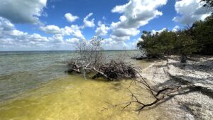 Shell-covered shoreline with mangroves and shallow water at Calusa Island in Southwest Florida.