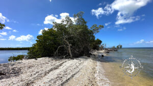 Shell-covered shoreline and mangroves at Calusa Island with shallow coastal water in Southwest Florida.