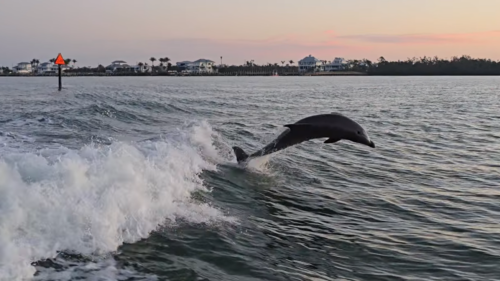 Bottlenose dolphin jumping through a boat wake at sunset near Cape Haze, Florida.