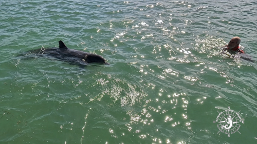 Captain Pavel swimming beside a wild bottlenose dolphin during a close encounter at Boca Grande Sandbar in Gasparilla Sound, Southwest Florida.