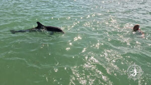 Captain Pavel swimming near a wild bottlenose dolphin in the clear waters of Gasparilla Sound, Southwest Florida.