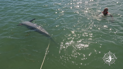 Captain Pavel swimming beside a wild bottlenose dolphin near the anchor rode at Boca Grande Sandbar in Gasparilla Sound, Southwest Florida.
