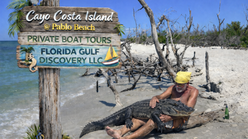 Captain Pavel relaxing beside an American alligator on Cayo Costa Island during a private boat tour in Southwest Florida.