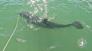 Bottlenose dolphin swimming beneath the surface near an anchor rode in the clear waters of Gasparilla Sound, Florida.