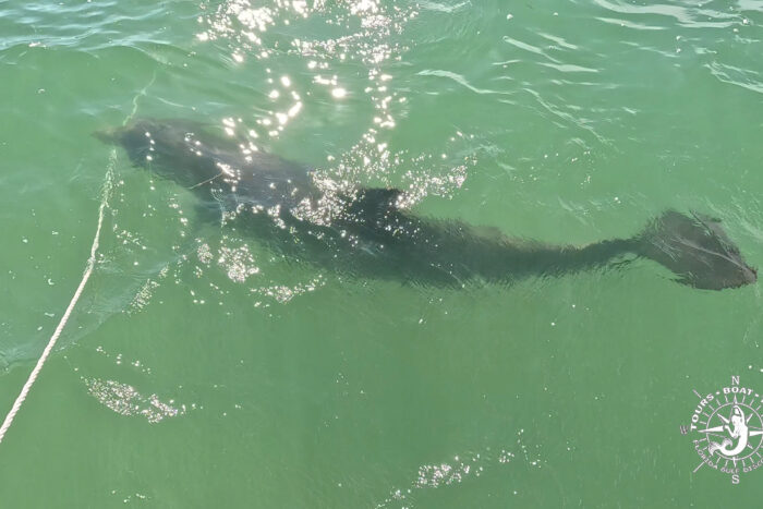 Bottlenose dolphin swimming beneath the surface near an anchor rode in the clear waters of Gasparilla Sound, Florida.