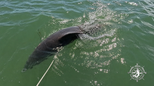 A wild bottlenose dolphin curves around the anchor rode beside Captain Pavel's anchored boat at Boca Grande Sandbar in Gasparilla Sound, Florida.