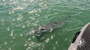 Wild bottlenose dolphin swimming beside an anchor line near a boat at Boca Grande Sandbar in Southwest Florida.