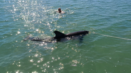 A wild bottlenose dolphin swimming beside the anchor rode while Captain Pavel watches from the water at Boca Grande Sandbar in Southwest Florida.
