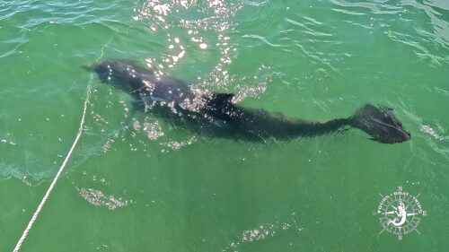 A wild bottlenose dolphin gently takes an anchor rode into its mouth while swimming beside a boat in the clear waters of Gasparilla Sound, Florida.