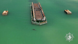 Drone photograph of a dolphin swimming near the remains of the Historic Placida Trestle in Gasparilla Sound, Florida.