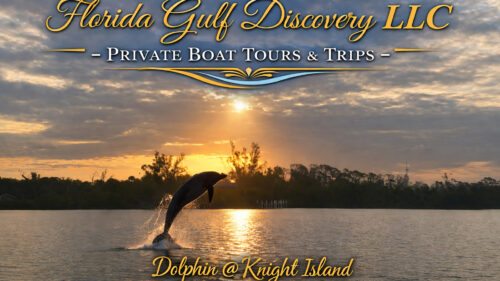 Wild bottlenose dolphin leaping from the water during sunset near Knight Island in Southwest Florida.