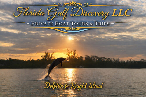 Wild bottlenose dolphin leaping from the water during sunset near Knight Island in Southwest Florida.
