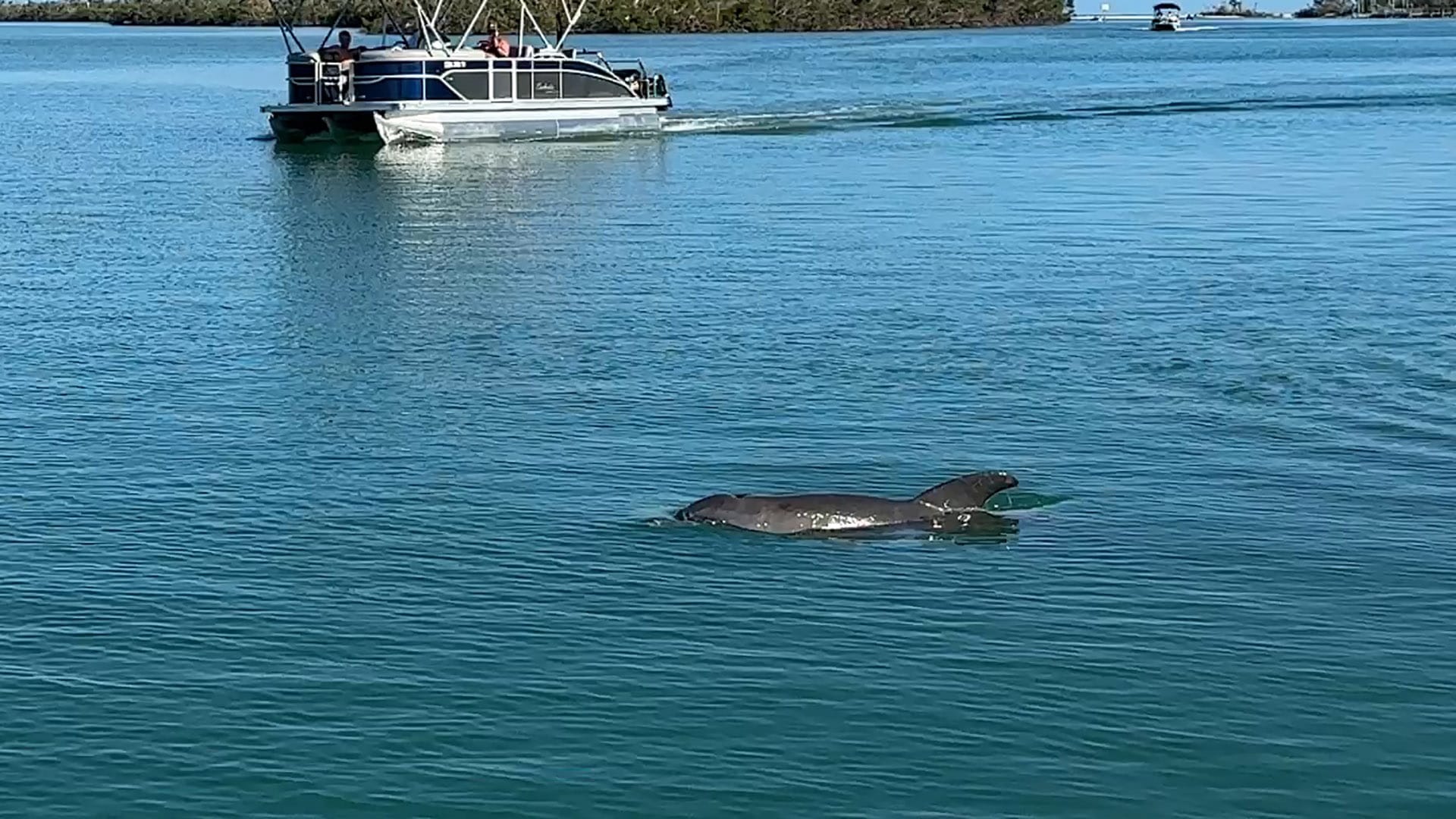 Bottlenose dolphin swimming near a pontoon boat on Lemon Bay, Englewood, Florida