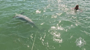 Wild bottlenose dolphin swimming beside a swimmer near Boca Grande Sandbar in Southwest Florida.