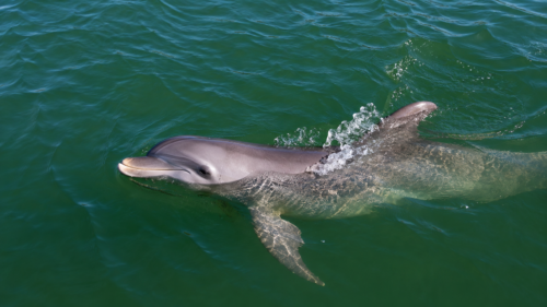 Bottlenose dolphin swimming through clear green water in Southwest Florida.