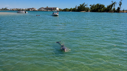 A bottlenose dolphin swimming toward Captain Pavel's anchored boat at Boca Grande Sandbar in Gasparilla Sound, Southwest Florida.