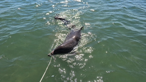 A wild bottlenose dolphin gently interacting with the anchor rode beside Captain Pavel's boat at Boca Grande Sandbar in Gasparilla Sound, Florida.