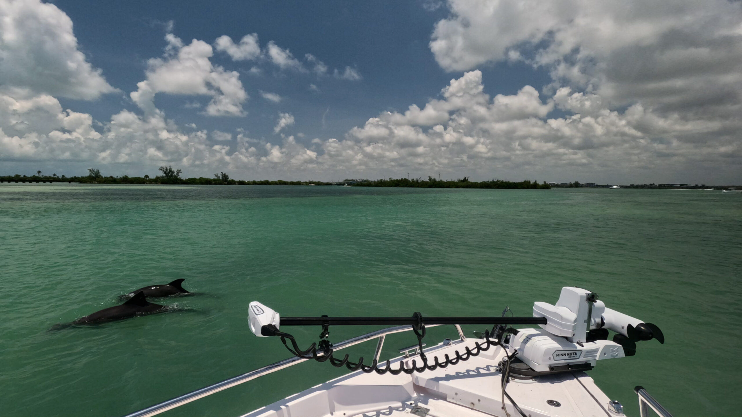 Two wild bottlenose dolphins swimming beside Captain Pavel's boat in Gasparilla Sound, Southwest Florida.