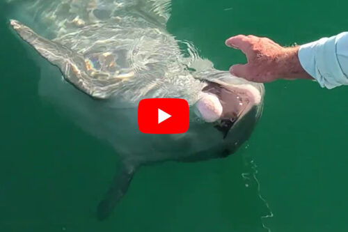 Gasparilla Sound Dolphin Close Encounter | Florida Gulf Discovery LLC