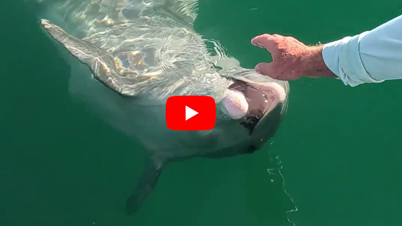 Gasparilla Sound Dolphin Close Encounter | Florida Gulf Discovery LLC