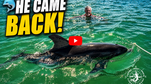 Wild bottlenose dolphin playing with an anchor rode near Captain Pavel in Gasparilla Sound, Southwest Florida.
