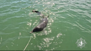 Close-up of a bottlenose dolphin swimming beside an anchor rode in the clear waters of Gasparilla Sound, Florida.