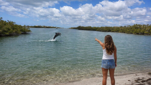 Young girl watching a bottlenose dolphin leap from the water along the shoreline in Englewood, Florida.