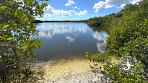 Hidden lagoon surrounded by mangroves and shell shoreline at Calusa Island in Southwest Florida.