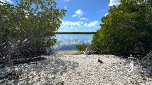Shell-covered beach opening into a calm lagoon surrounded by mangroves at Calusa Island in Southwest Florida.