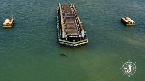 Drone view of a bottlenose dolphin swimming beside the remains of the historic Placida Trestle in Boca Grande, Southwest Florida.