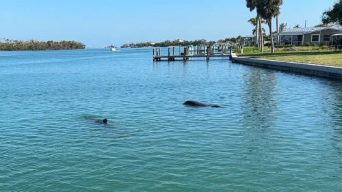 Two wild bottlenose dolphins swimming near waterfront homes in Lemon Bay West, Englewood, Florida.