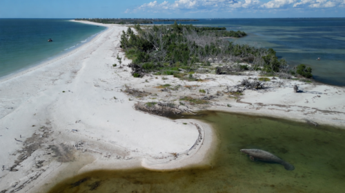 Drone view of North Captiva Island with a manatee swimming in shallow water along the white-sand beach in Southwest Florida.