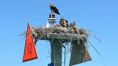 Osprey family nesting on Channel Marker 12 in Southwest Florida with adult ospreys and chicks in a large nest.