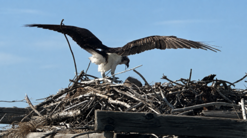 Adult osprey spreading its wings while taking off from its nest near the historic Boca Grande Placida Trestle in Southwest Florida.