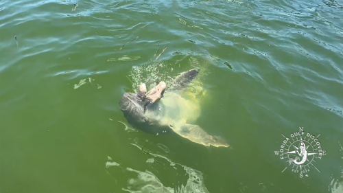 Playful bottlenose dolphin rolling near the surface in Gasparilla Sound, Southwest Florida.